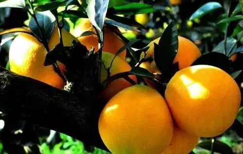 “互聯(lián)網(wǎng)+農(nóng)業(yè)”想要實(shí)現(xiàn)規(guī)模經(jīng)濟(jì)道路在何方