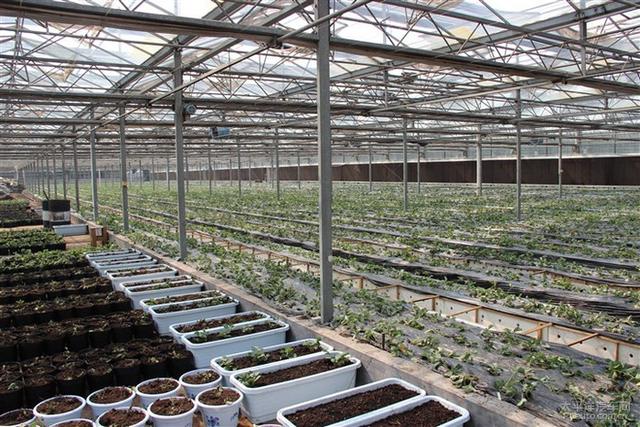 互聯(lián)網(wǎng)+綠色生態(tài)農(nóng)業(yè)，融合農(nóng)場游戲理財模式